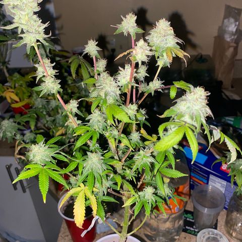 Kyle #1 growlog photo: Randy XL. Harvest start. 