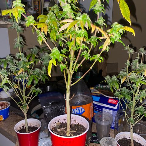 Kyle #1 growlog photo: Nitro #1