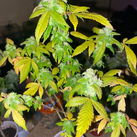 Kyle #1 growlog photo: Nitro #1