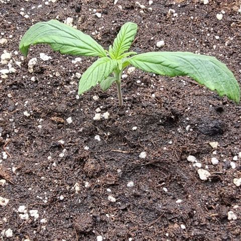 Purple Lemonade Auto growlog photo: 250ml Wasser + Root&Fish-Dünger