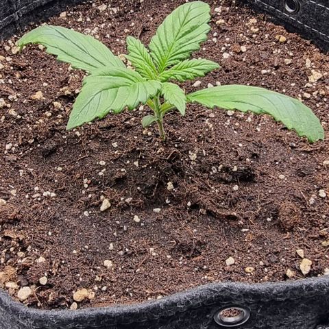 Purple Lemonade Auto growlog photo: 500ml + 2 verschiedene Dünger / alle 2 Tage