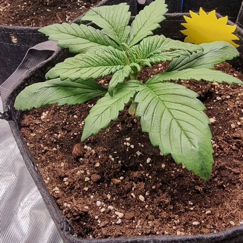 Purple Lemonade Auto growlog timeline photo