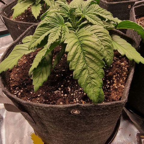 Purple Lemonade Auto growlog photo: 1000ml + Dünger // Test