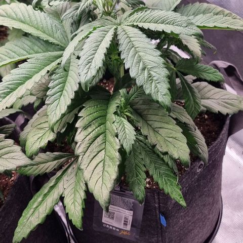 Purple Lemonade Auto growlog photo: Vorblüte WK 1
1L + Dünger