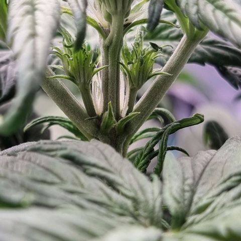 Purple Lemonade Auto growlog timeline photo