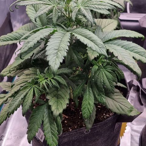 Purple Lemonade Auto growlog photo: 1,5 L + Dünger