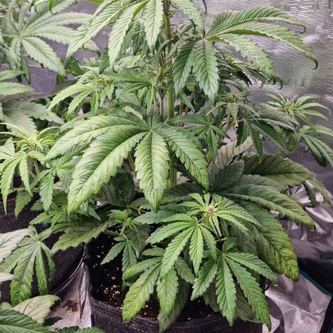 Purple Lemonade Auto growlog timeline photo