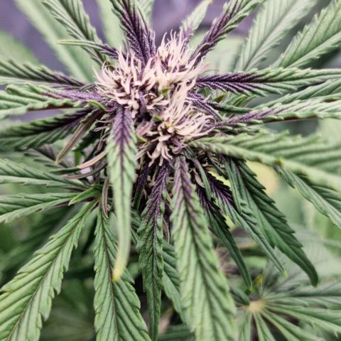 Purple Lemonade Auto growlog timeline photo