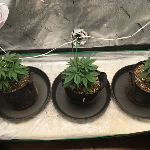 Sour Diesel growlog photo: First week of veg in 2 gal pots 