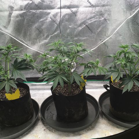 Sour Diesel growlog photo: Defoliation 