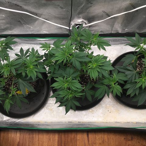 Sour Diesel growlog photo: Defoliation 