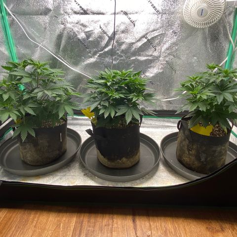 Sour Diesel growlog timeline photo