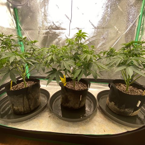 Sour Diesel growlog photo: Defoliation 