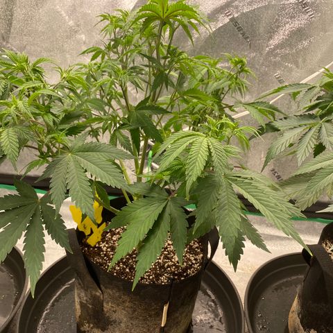 Sour Diesel growlog photo: Defoliation 