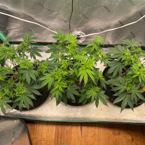 Sour Diesel growlog photo: Defoliation 