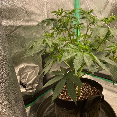 Sour Diesel growlog photo: Defoliation 