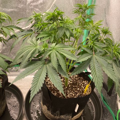 Sour Diesel growlog photo: Defoliation 
