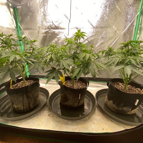 Sour Diesel growlog timeline photo