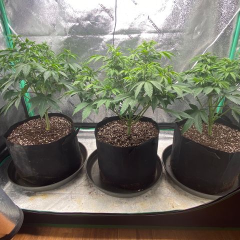 Sour Diesel growlog photo: Transplant to 5 gal pots