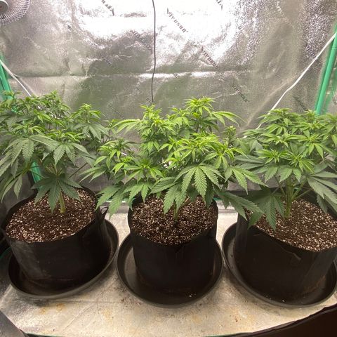 Sour Diesel growlog photo: Transplant to 5 gal pots
