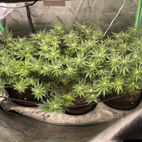 Sour Diesel growlog photo: After 3 week defoliation in flower