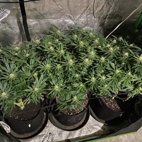Sour Diesel growlog timeline photo