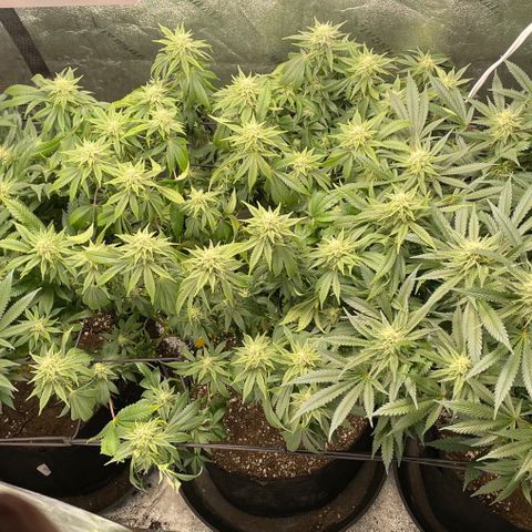 Sour Diesel growlog photo: Week 5 of flower