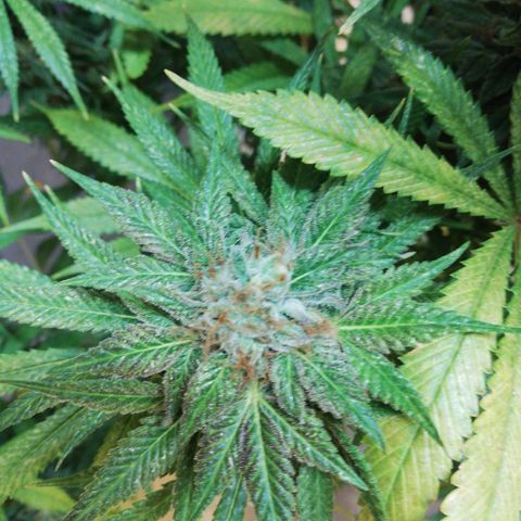Amnesia violet  growlog timeline photo