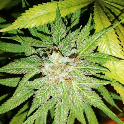 Amnesia violet  growlog timeline photo