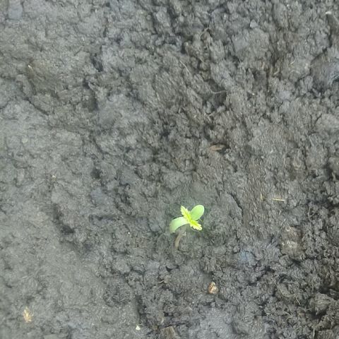 Maria growlog timeline photo