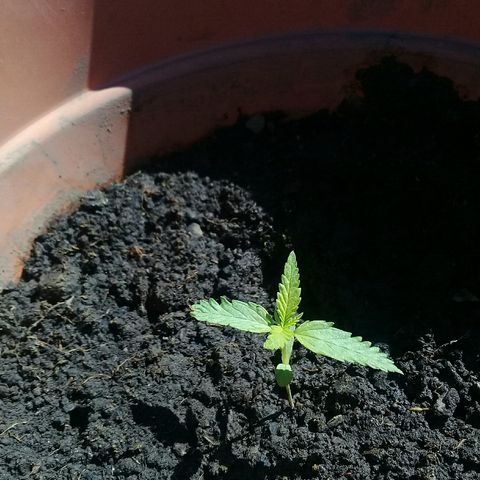 Maria growlog photo: Edto empezo el 23 de marzo