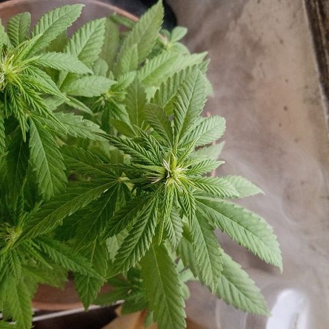 Maria growlog photo: Estas fotos son de hoy, tiene plaga de mosca de mantillo
