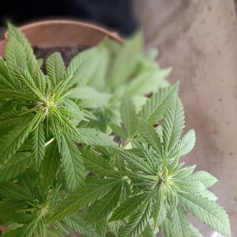 Maria growlog photo: Estas fotos son de hoy, tiene plaga de mosca de mantillo