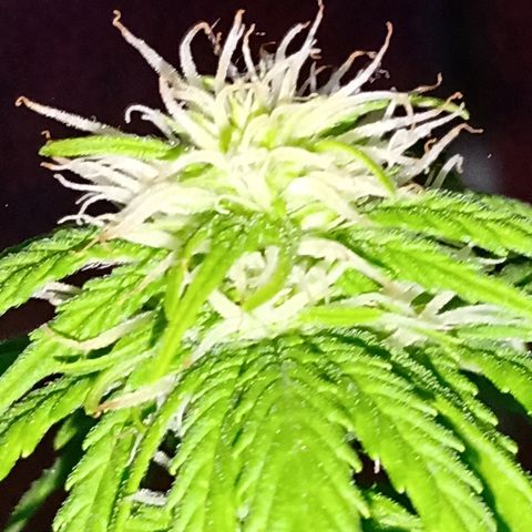 Maria growlog photo: De a poco empieza la resina