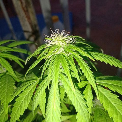 Maria growlog photo: De a poco empieza la resina