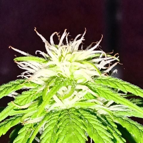 Maria growlog photo: De a poco empieza la resina