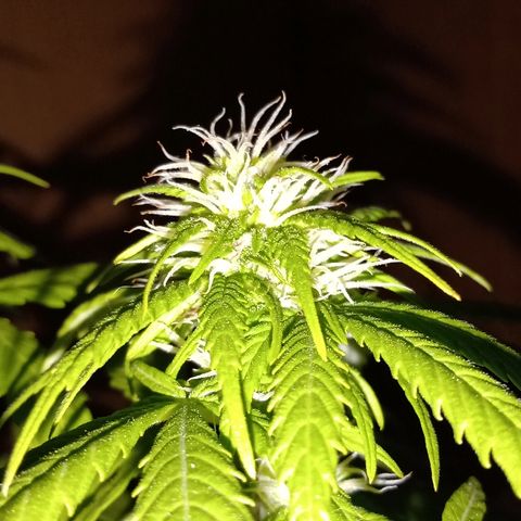 Maria growlog photo: Por empezar semana 4 de floración, creo q tiene raíces muertas y la plaga de las moscas va y viene. La "controlo" con agua y jabón blanco q le echo solo a la tierra pulverizando