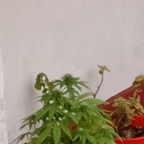 Maria growlog photo: Por empezar semana 4 de floración, creo q tiene raíces muertas y la plaga de las moscas va y viene. La "controlo" con agua y jabón blanco q le echo solo a la tierra pulverizando