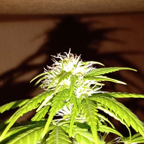 Maria growlog photo: Por empezar semana 4 de floración, creo q tiene raíces muertas y la plaga de las moscas va y viene. La "controlo" con agua y jabón blanco q le echo solo a la tierra pulverizando