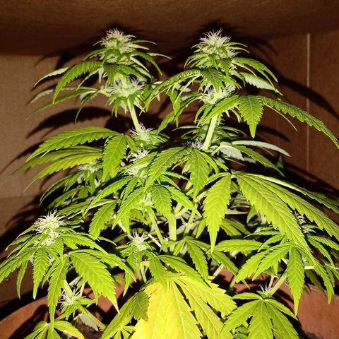 Maria growlog photo: Por empezar semana 4 de floración, creo q tiene raíces muertas y la plaga de las moscas va y viene. La "controlo" con agua y jabón blanco q le echo solo a la tierra pulverizando
