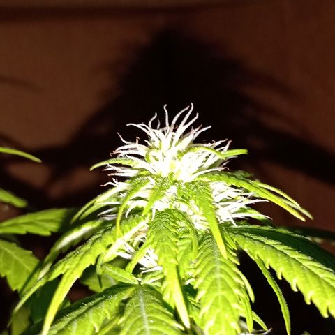 Maria growlog photo: Por empezar semana 4 de floración, creo q tiene raíces muertas y la plaga de las moscas va y viene. La "controlo" con agua y jabón blanco q le echo solo a la tierra pulverizando