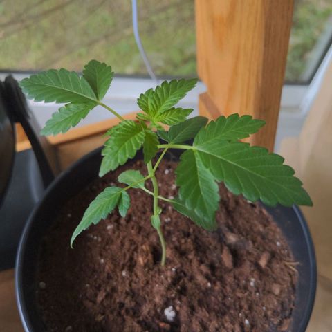 Georgia Pie 🍑🥧 growlog timeline photo