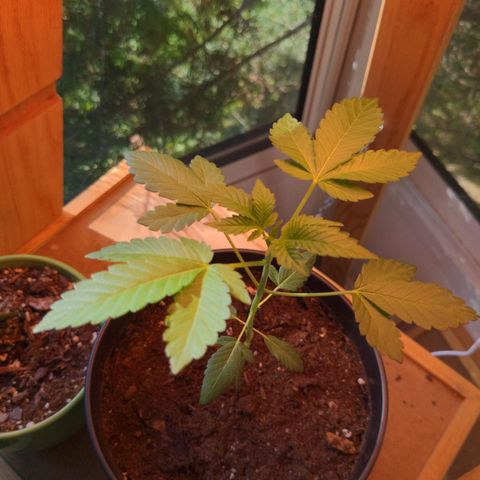 Georgia Pie 🍑🥧 growlog timeline photo