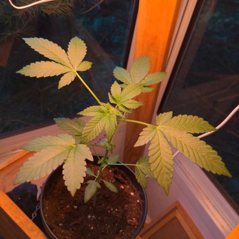 Georgia Pie 🍑🥧 growlog timeline photo