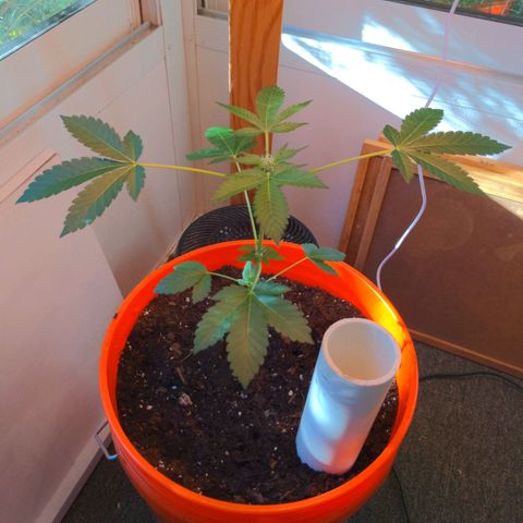 Georgia Pie 🍑🥧 growlog photo: Moved to the SIP