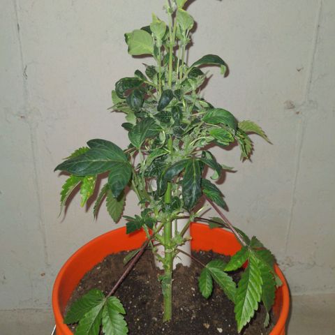 Georgia Pie 🍑🥧 growlog photo: Monster Crop - Happy Halloween!