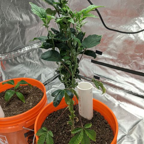 Georgia Pie 🍑🥧 growlog timeline photo