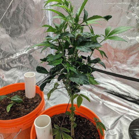 Georgia Pie 🍑🥧 growlog timeline photo