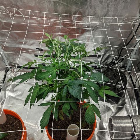 Georgia Pie 🍑🥧 growlog photo: Scrog training