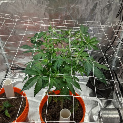 Georgia Pie 🍑🥧 growlog timeline photo